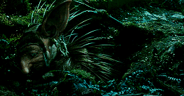 maleficent2014: Some of the inhabitants of the Moors