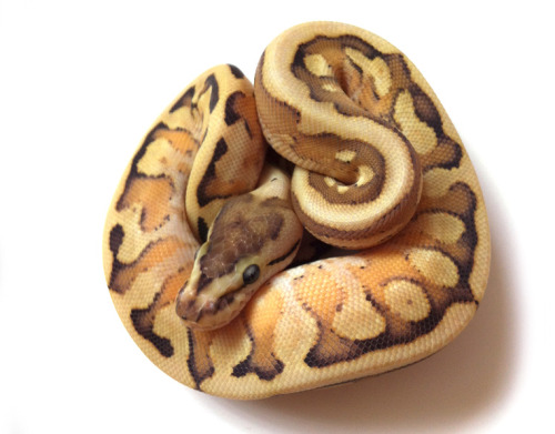 snakesneakers: Orion Morph Comprised of Granite, Hidden Gene Woma, Specter, and Yellow Belly. First 
