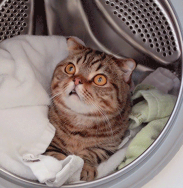 kwibu:Lulu in the laundry machine+ bonus