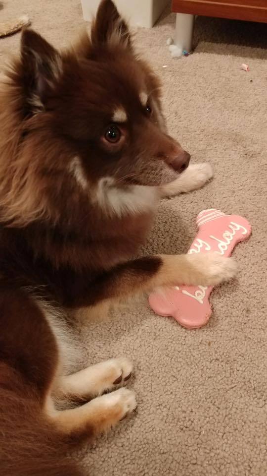 nerdy-knitter:  Happy national puppy day from Lena!