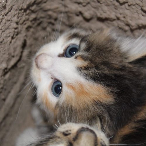 here are a few kittiens that were abondend this morning on the door step to my uncle Johnny house animal control hasn’t come.to get them yet so if you want the. come get them  (at Las Cruces, New Mexico)