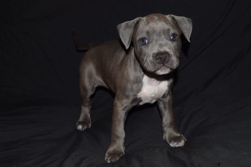 dogsandpupsdaily