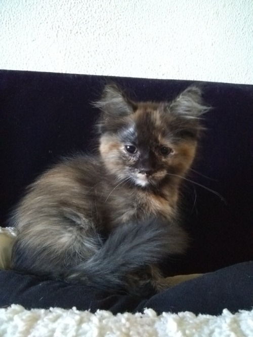 naturelvr69likes: shana420marie: My new kitten is ADORABLE!!!! #catmom #calico #kittens My cat &ldqu