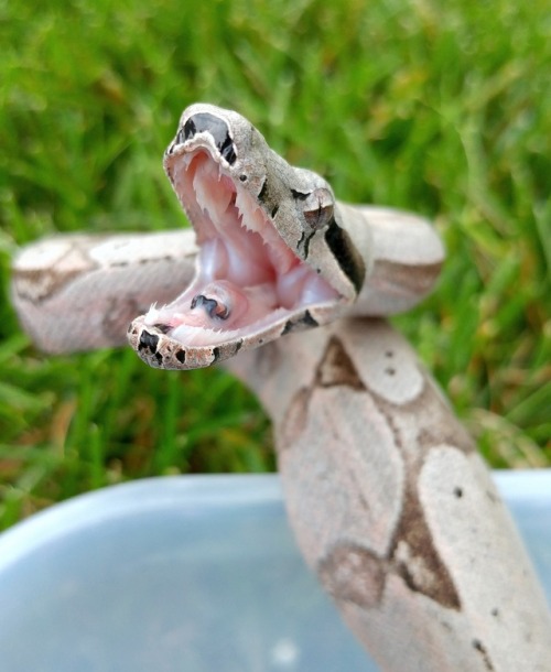 almightyshadowchan: He um, didn’t really want to play outside haha. Eon Blue, 2016 Bolivian Si