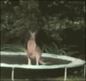 doggykittyeverywhere:  Mimi Pets Gifs