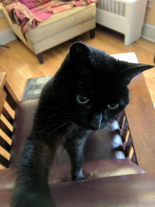 naturelvr69likes:bwwhitney:for @trishamaeva and @marauderfan and anyone else who likes catsI swore I