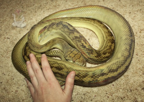 Fresh shed from Tali, and my hand for size comparison! Beautiful lady