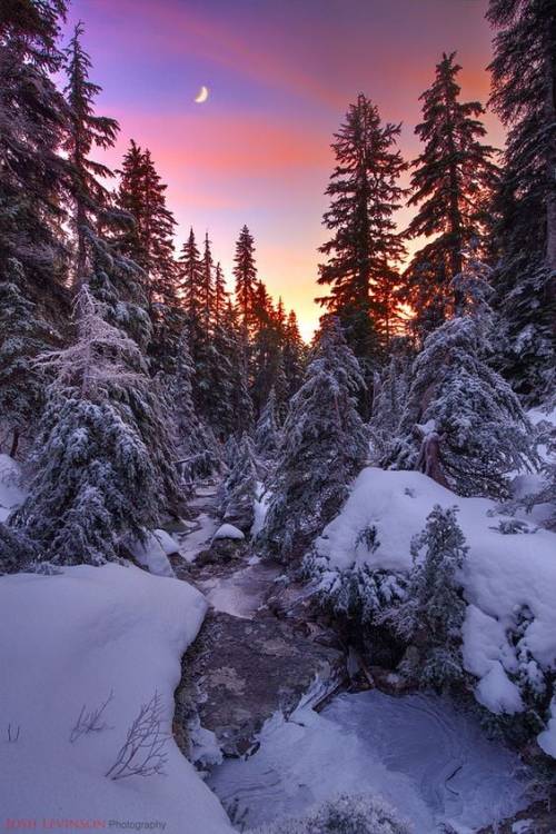 Photo by Josh Levinson (signed photo) public domain. #winter#nature#landscape