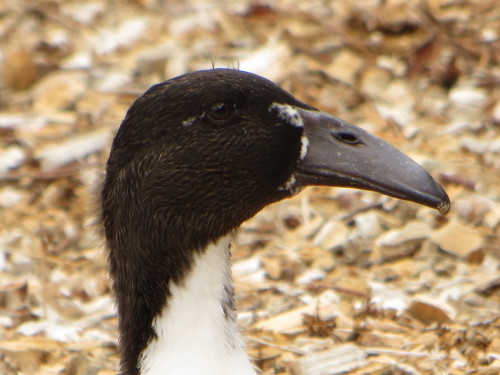 This beautiful girl is Daffodil, or Dill for short, one of my darling Dutch Hookbills! This picture 