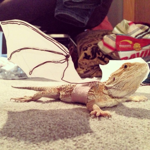 moriartyisqueen: merlin cosplaying smaug