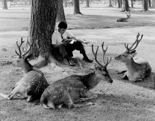 newloverofbeauty: Hans Silvester: Man reading in Nara Park,  Japan, (1962)