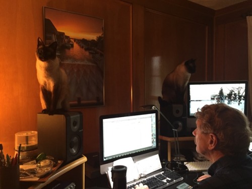 inonibird:  The return of Mickey and Leo! (Dad & stepmom’s Siamese cats)…they REALLY enjoy sleeping on me/my bed.Also, bonus cat from elsewhere:The cat is NOT out of the bag, I repeat, NOT out of the bag. :P