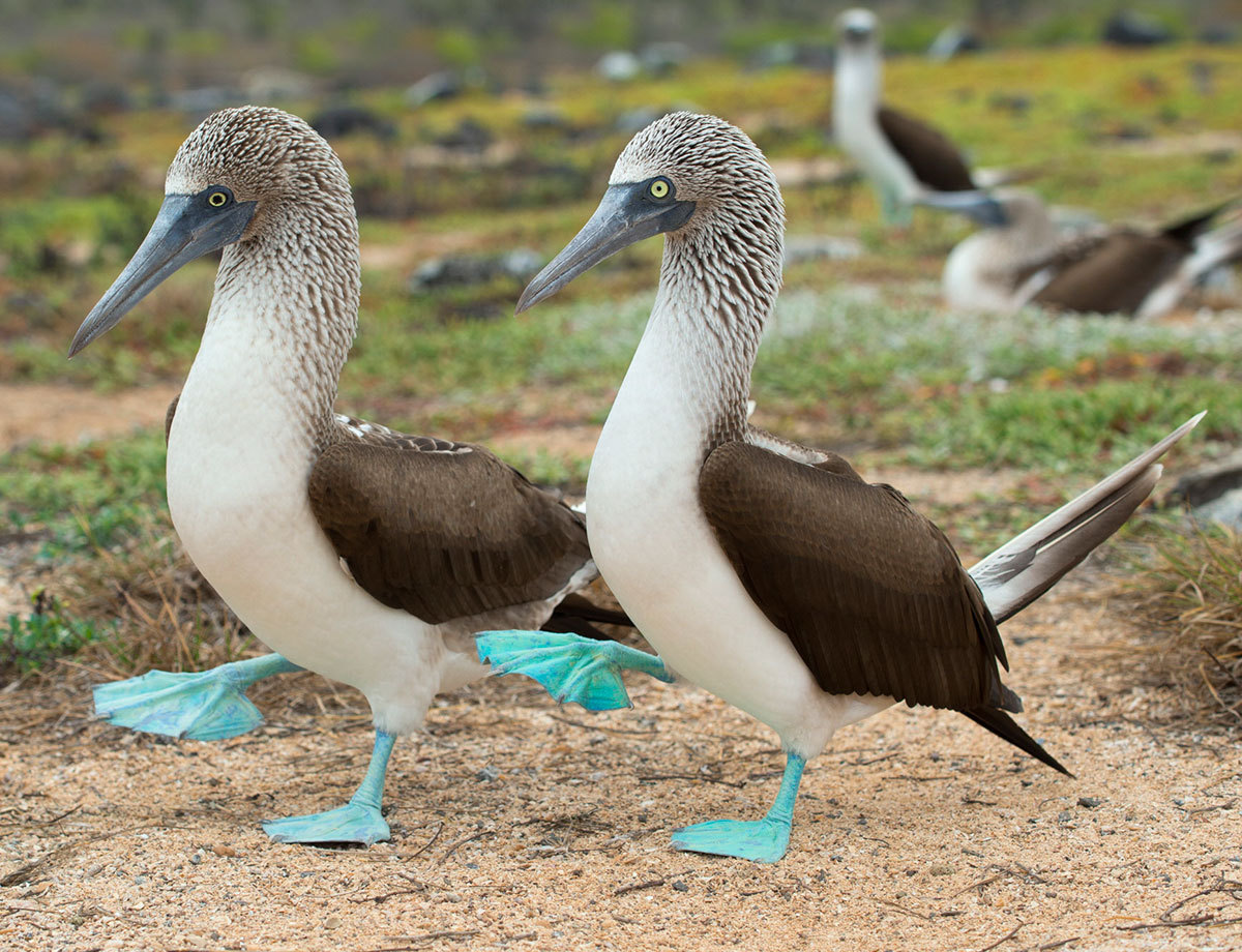 jkhgsl:  sixpenceee:    Blue-Footed Booby   This bird is called the Blue-Footed Booby