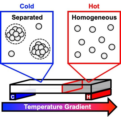  New model describes phase separation that spoils antibody solutionsA new mathematical model describ