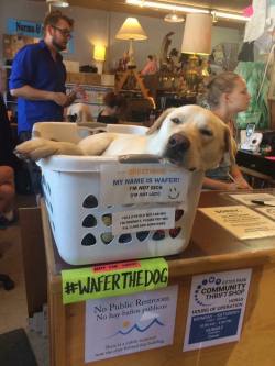 itscoldasfuckhere:  emilowl:  dicknurse:  straight-off-the-deep-end: WAFER!!! ❤  Not For Sale   I’d pay to pet him   I thought that sign said #WATERTHEDOG 