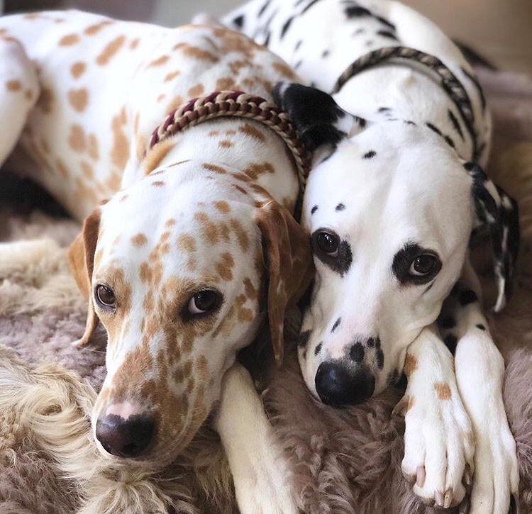 friendly-animals:  (Source)  @slothman-1 and slothgirl6 in Dalmatian form ♥️💖💗💜