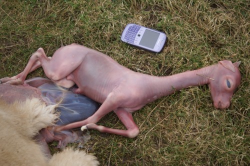 7 month stillborn male alpaca cria. …Interesting porn pictures