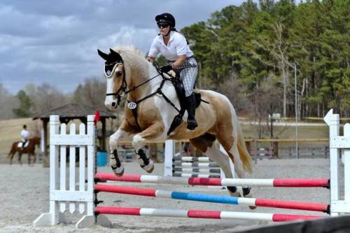 all-the-horses: Good Day SunshineSpot of Gold x EmmaSaddlebred Cross, Gelding17hhBorn 2009