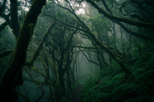 wanderthewood:La Gomera, Canary Islands, Spain by klausrxt Fangorn Forest