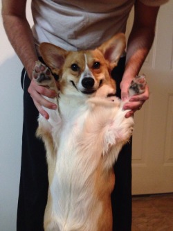 corgiaddict:  gatsbyadventures:  Name that