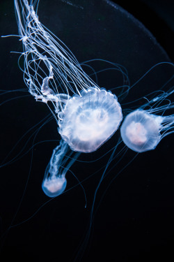 banshy:  Georgia Aquarium | Nathan Stallworth