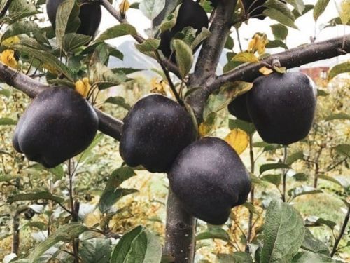 plantyhamchuk:swordsintheforest:vi0lentmoreviolets: Goth apples! These are indeed real!! They a