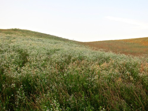 geopsych: More pictures of those hills that were covered with flowers.  July 11.