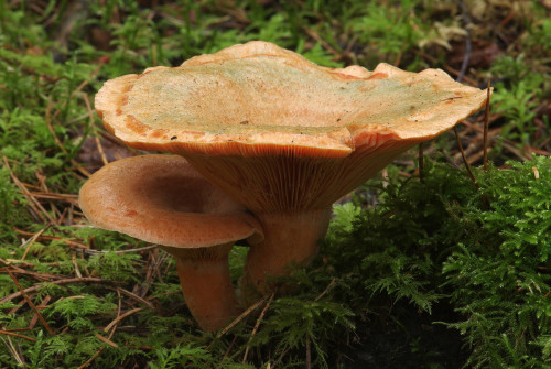 Hypomyces lateritius is a fungus that parasitizes milkcaps - altering their form and texture, replac