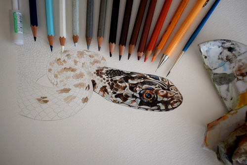 Work in progress of a Juvenile Montepellier snake (Malpolon monspessulanus)I take portrait commissio