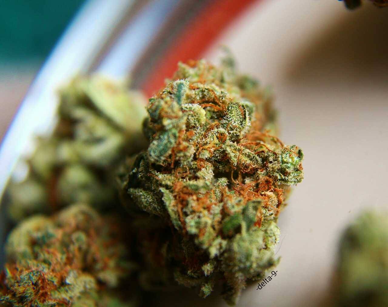 -delta-9-:  Macro shots of my current medication.