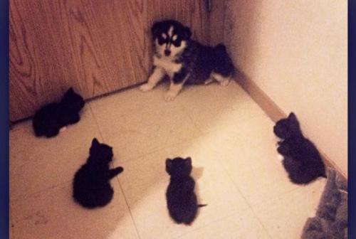 awwww-cute:  Cornered by cute