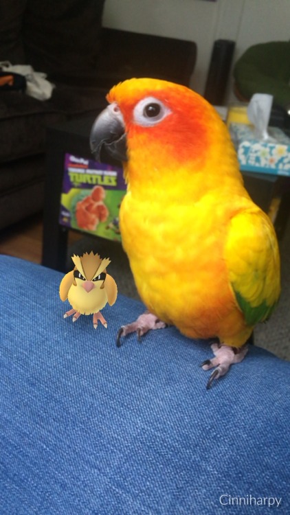 littlewolfprincess: pepperandpals: A virtual birb and a real birb @nokorranolife