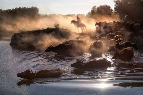 Top Shot: On to Greener Pastures  Top Shot features the photo with the most votes from the previous 