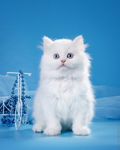 scottishstraight:I think the ideal name for this Scottish Straight Longhair kitten is Jack Frost!© “