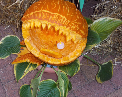 halloweenfunstuff:  crowbawt:  My pumpkin for the contest. It was kind of rushed because there was a time limit but w h a t e v e r. Audrey II the killer plant from Little Shop of Horrors, if you don’t recognize the reference. I didn’t know if they’re