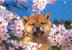 sheeba-inu:  Shiba cherry blossoms (by Postcards1)