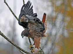 Equilibrium (Red-tailed Hawk)