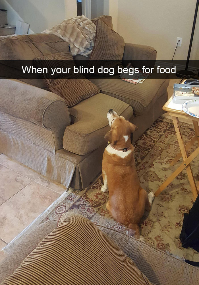 dumbass-bitch-disease:  animalsnaps:  Dog snaps  People really see dogs and don’t