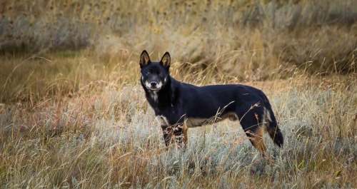 pet-interests: Alpine Dingo colour variations in  Kosciusko National Park by Michelle J Ph