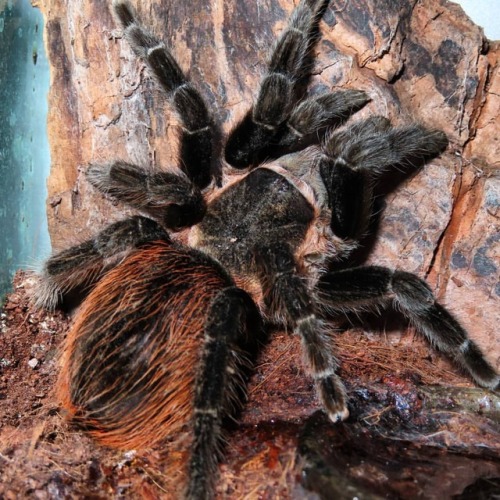 She hadn’t molt in FOREVER#brachypelmavagans #spider #spider_house_gallery #pettarantula #ta