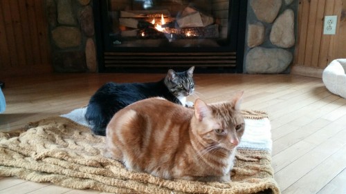 Esther and Doodle warming themselves by the fireplace.