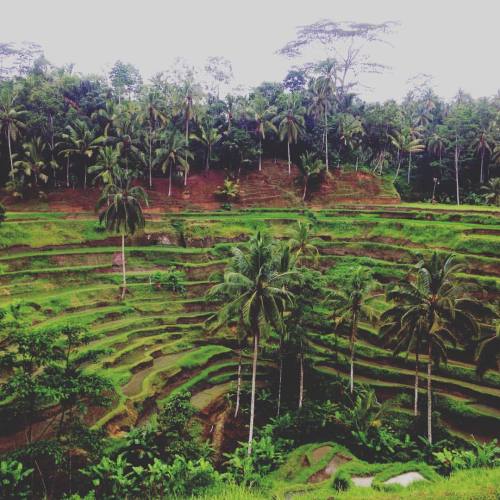 earth-to-esther:  Rice fields. #adventure #discover #explore #explorebali #getaway #instadaily #inst