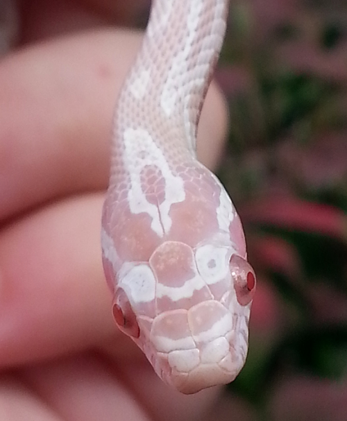 snoots-and-boops:  One of the new pick ups from the show! A little 2015 snow girl who is very pink and needs a name! 
