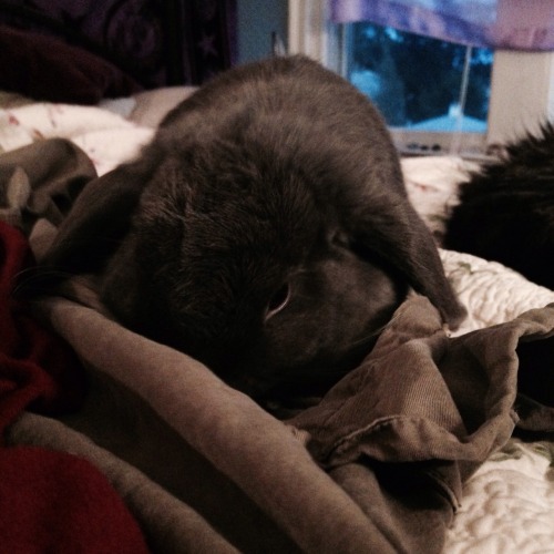 bunniesarethebest:my Toby!!Submitted by circus-gothika