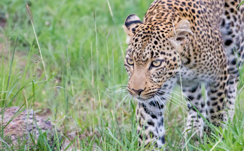 trexkamal: Leopard (Panthera pardus) Maasai Mara, Kenya.