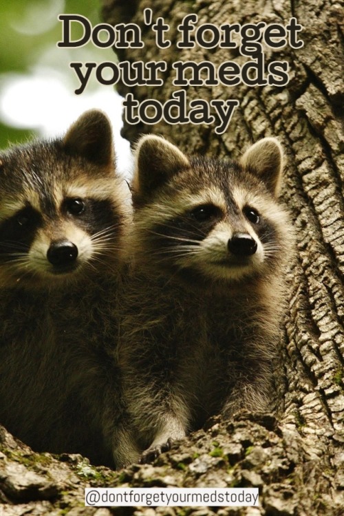 [image description: A photo of two small raccoons in the fork of a tree. Above them text reads “Don’