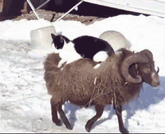 petapeta:  Hilarious Photos of Animals Riding Other Animals - My Modern Metropolis