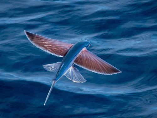 unicorn-meat-is-too-mainstream:  Exocoetidae Fish That Flies 