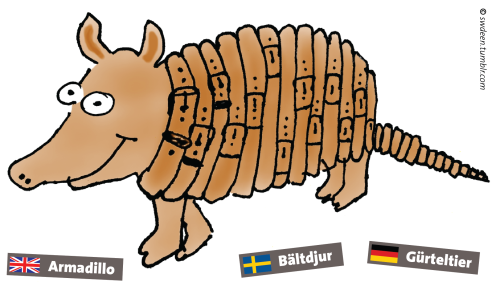 What’s a »beltanimal«?Seriously—the Germans and the Swedes call the armadillo beltanimal? (S: bältdj