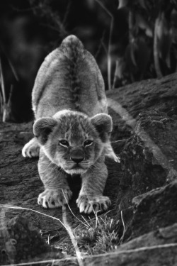 c-isnenegro:  crouching cub by   Diana Weiss